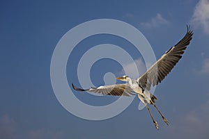 Grey Heron Ardea cinerea