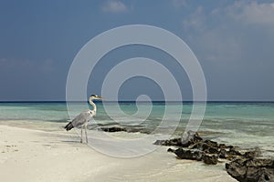 Grey Heron Ardea cinerea