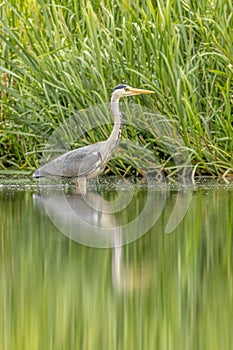 Grey heron (Ardea cinerea