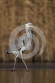 Grey heron, Ardea cinerea