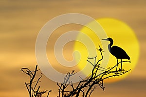 Grey Heron (Ardea cinerea)