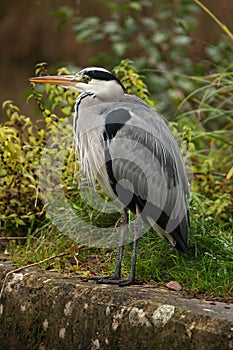 Grey Heron (Ardea cinerea)