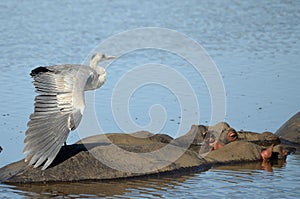 Grey heron (Ardea cinerea)