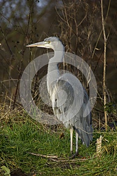 Grey Heron Ardea cinerea