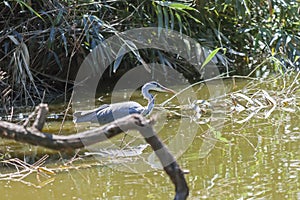 Grey heron Ardea cinerea