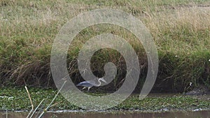 Grey Heron, ardea cinerea, Adult at Waterhole, fishing, Masa Mara Park in Kenya,