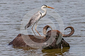 Grey heron Ardea cinerea and Asian water buffalo Bubalus bubalis in Yala national park, Sri Lanka