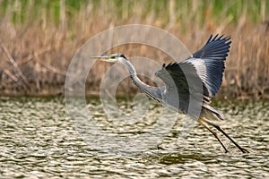 Grey Heron or Ardea cinerea begins its flight
