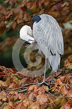 Grey Heron (Ardea cinerea) bird