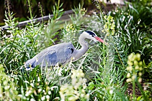 Grey heron Ardea cinerea bird