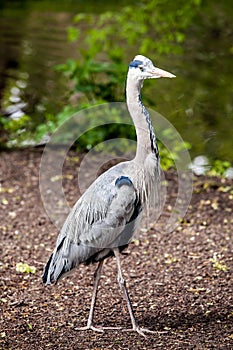 Grey heron Ardea cinerea bird