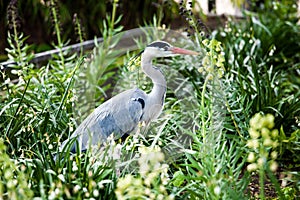 Grey heron Ardea cinerea bird