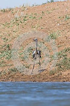 Grey heron Ardea cinerea. The bird drinks water in the canal of the river, quenches thirst during a drought.