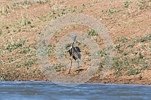 Grey heron Ardea cinerea. The bird drinks water in the canal of the river, quenches thirst during a drought.