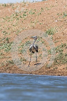 Grey heron Ardea cinerea. The bird drinks water in the canal of the river, quenches thirst during a drought.