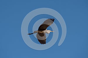 Grey heron Ardea cinerea. The bird is flying and looking for prey