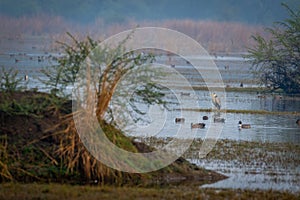 Grey heron or Ardea cinerea in a blue water with scenic landscape background in hazy misty cold winter mornings of keoladeo