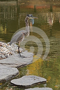 Grey Heron -- Ardea cinerea