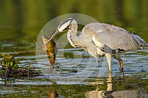 Grey Heron (Ardea cinerea) catching a perch fish in a pond in early morning light, taken in the UK