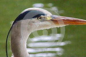 Grey heron (Ardea cinerea) closeup