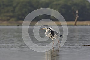 Grey heron Ardea cinerea closing its wings after landing in a lake..