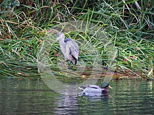 Grey Heron Ardea cinerea and drake