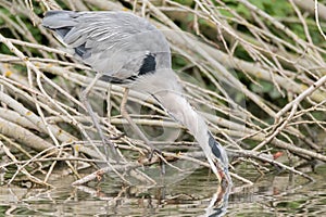 Grey heron & x28;Ardea cinerea& x29; drinking with fish in beak