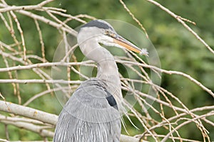 Grey heron & x28;Ardea cinerea& x29; with feather in beak