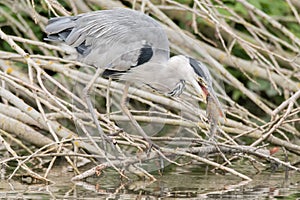 Grey heron & x28;Ardea cinerea& x29; with fish in beak