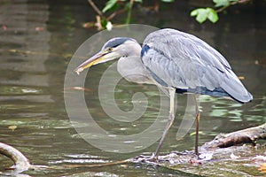 Grey Heron (Ardea cinerea) fishing in a river