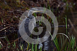 Grey Heron Ardea cinerea in fishing....in Sweden