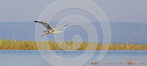 Grey Heron - Ardea cinerea - in flight