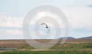 Grey heron Ardea cinerea in flight