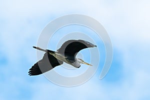 Grey heron Ardea cinerea in flight between clouds