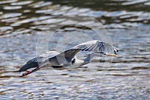 Grey heron Ardea cinerea in flight