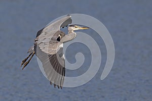 A grey heron Ardea cinerea in flight infront of a blue water background.
