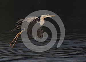 A grey heron Ardea cinerea in flight infront of a dark water background-