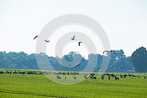 Grey heron (Ardea cinerea). Flock of birds on the green field