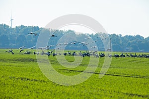 Grey heron (Ardea cinerea). Flock of birds on the green field