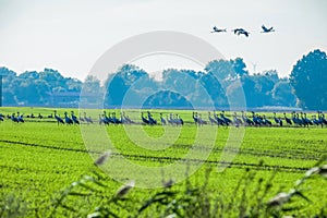 Grey heron (Ardea cinerea). Flock of birds on the green field