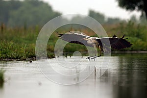 Grey heron Ardea cinerea flying acros the pond with green background with long legs and beak photo