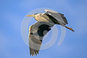 A Grey Heron flying on a sunny morning blue sky