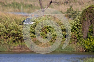 Grey Heron Ardea cinerea  flying over wetland