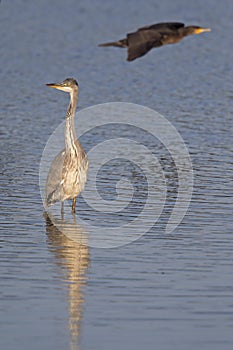 A grey heron Ardea cinerea foraging with reflection in the morning in calm blue water.