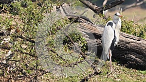 Grey heron or Ardea cinerea full shot in keoladeo ghana national park or bharatpur bird sanctuary rajasthan india