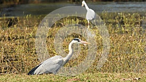 Grey heron or Ardea cinerea full shot in wetland of keoladeo national park or bharatpur bird sanctuary rajasthan india