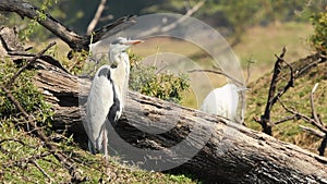 Grey heron or Ardea cinerea full shot in wetland of keoladeo national park or bharatpur bird sanctuary rajasthan india