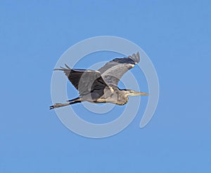 Grey Heron (Ardea cinerea) Gliding Through the Air