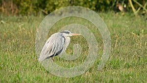 Grey heron or Ardea cinerea in green grass at keoladeo national park or bharatpur bird sanctuary