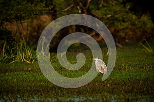 Grey heron or Ardea cinerea in green grass and wetland during cold winters sunset light at keoladeo national park bird sanctuary